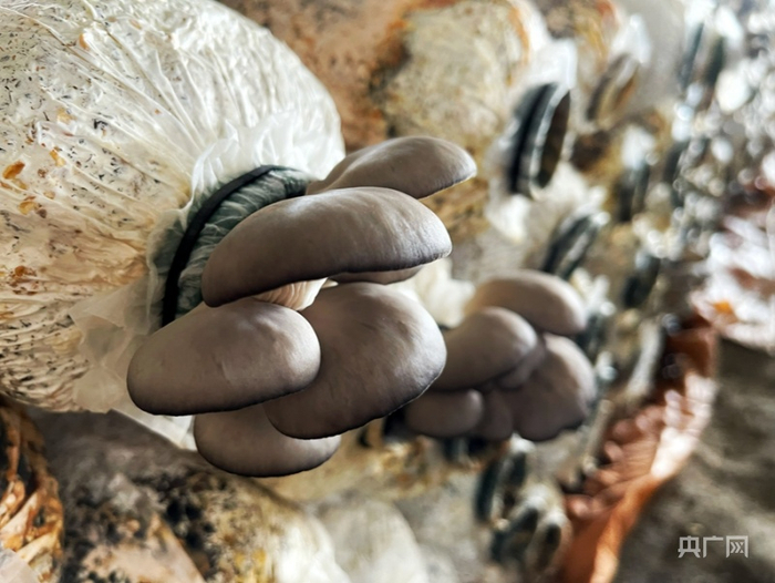 有机蘑菇种植大棚（央广网发 滕萌 摄）