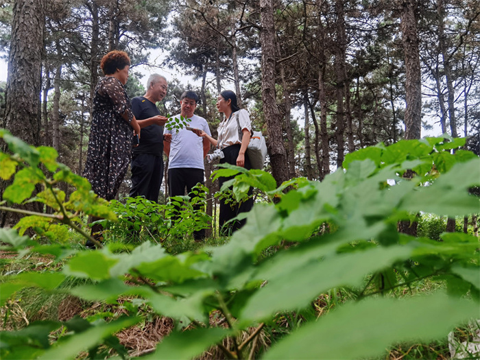 马刚村党总支书记张宝信（左二）向记者介绍刺嫩芽（央广网发 刘旭摄）