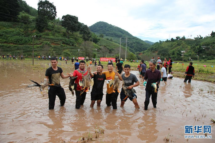 普洱景东太忠嘎仰丰收节捉鸭子比赛（2019年9月22日摄）。新华网发（李茜 摄）