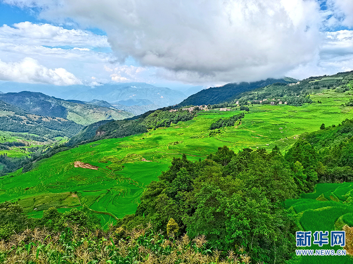 红河元阳阿者科村观景台的梯田风光（7月21日摄）。新华网 冯雨钐 摄