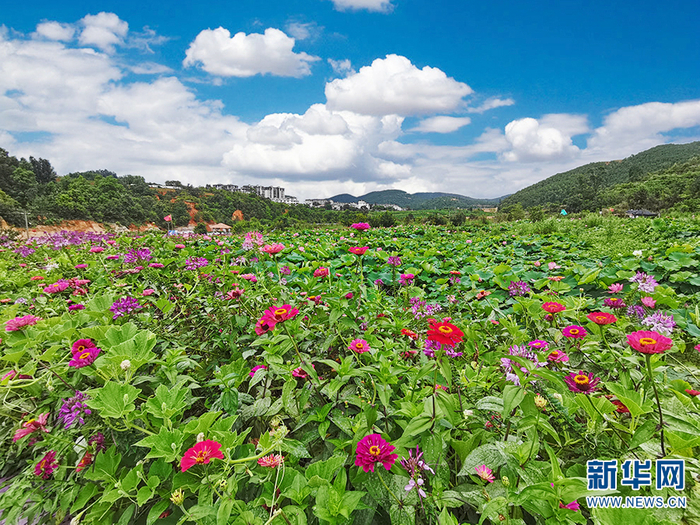 玉溪市“七号田庄”的田园风光（7月19日摄）。新华网 冯雨钐 摄