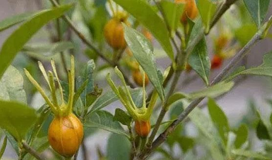栀子花也有不同的品种,花朵有单瓣有重瓣,还有的叶子带花斑|雀舌|牡丹|花叶_新浪新闻
