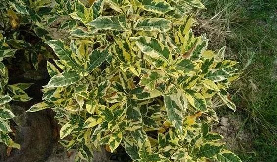 栀子花也有不同的品种,花朵有单瓣有重瓣,还有的叶子带花斑|雀舌|牡丹|花叶_新浪新闻