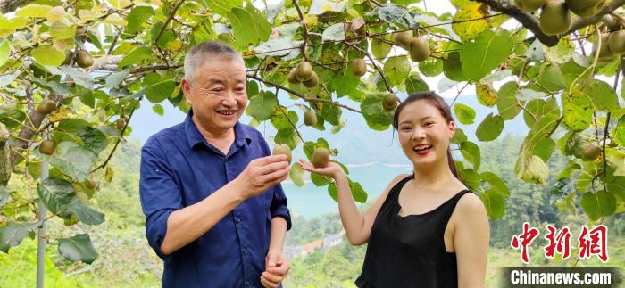 衢州“南孔直播群英·同心荟”的主播在果园采摘猕猴桃。　徐怡云 摄