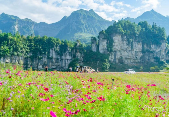 金佛山花开遍野（央广网发 拾令摄）