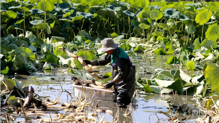 藕农们正在洗藕。牛雨萌摄央广网发