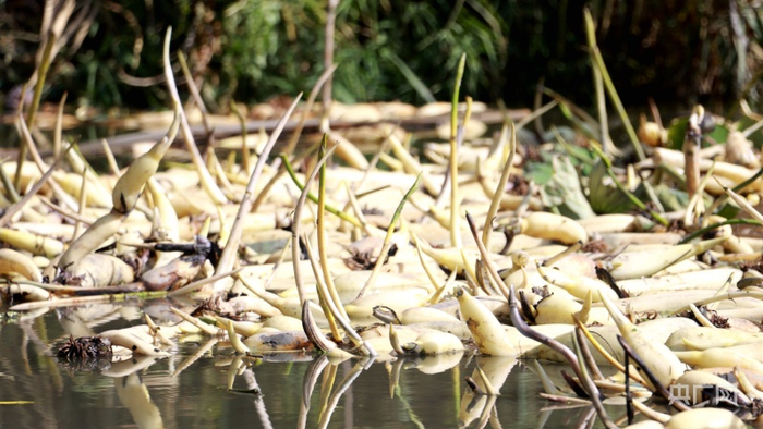 莲藕浮出水面，铺满塘间。牛雨萌摄央广网发