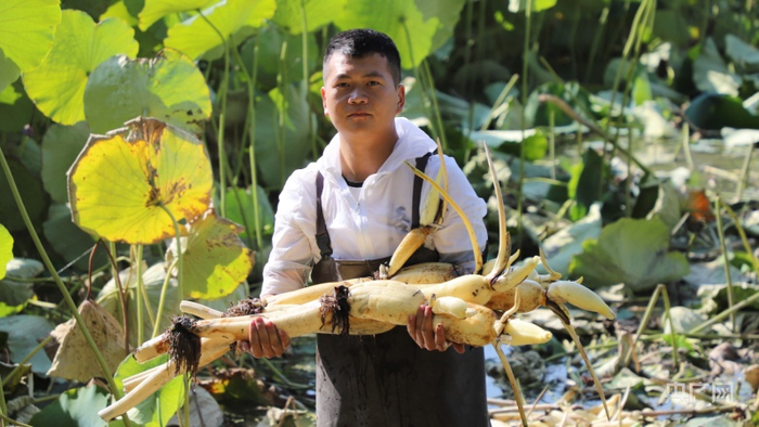 藕农展示丰收的莲藕。牛雨萌摄央广网发