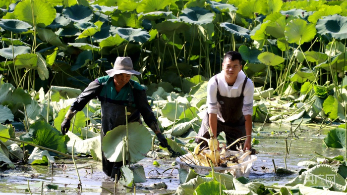 藕农正在搬运莲藕。牛雨萌摄央广网发