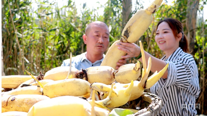 收购商挑选莲藕。牛雨萌摄央广网发