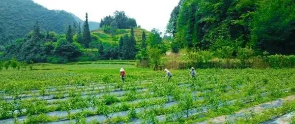 村民们正在茶园打理茶叶 受访者供图