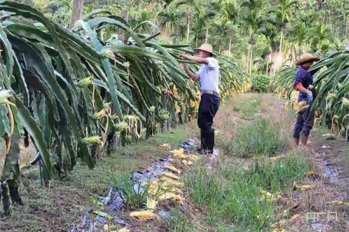 南春村民在火龙果采摘园劳作 央广网记者 徐培培 摄