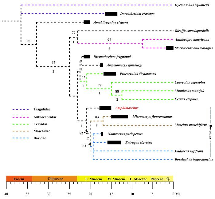 西水半麝的系统位置。　中科院古脊椎所 供图
