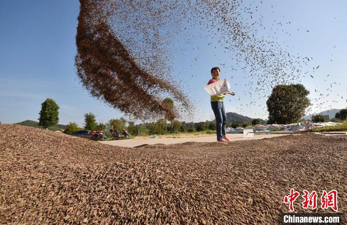 村民在晾晒绿米稻子。　乃继辉 摄