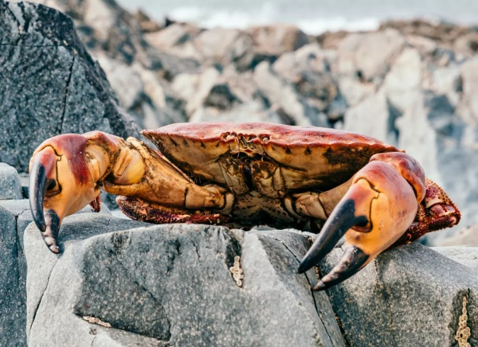 （企业供图，央广网发）