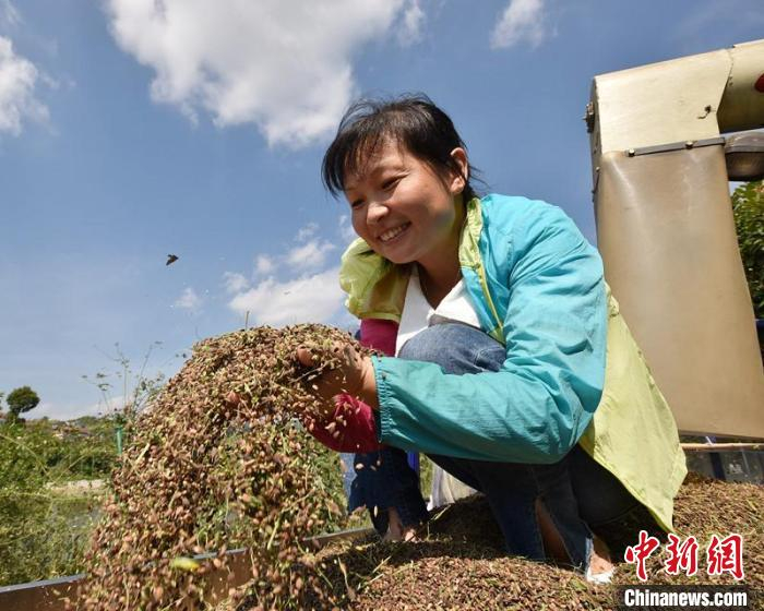 手捧稻子的村民。　乃继辉 摄