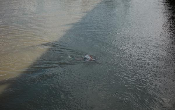 月湖桥下逆流游泳的人。谌毅图