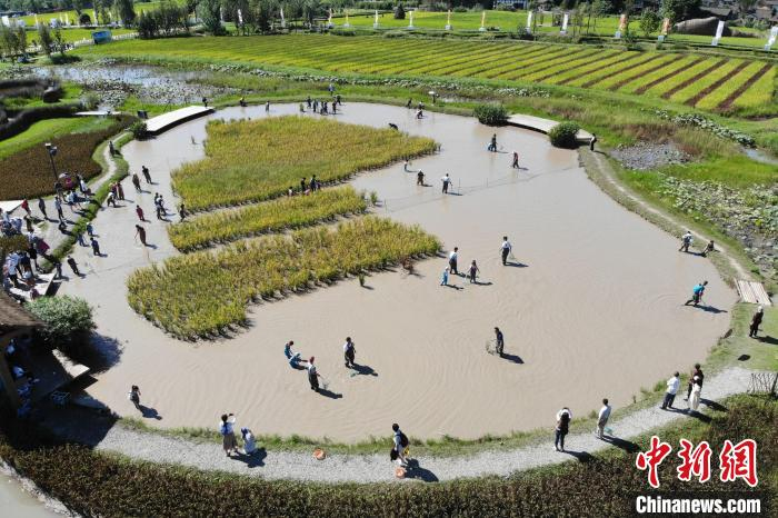 稻田里的抓鱼活动吸引游客。　张浪 摄