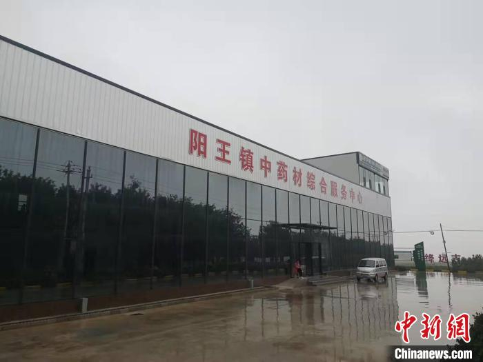 杨旭生认为远志等中药材发展前景广阔，希望发挥现代化农业优势，抱团取暖。　范丽芳 摄