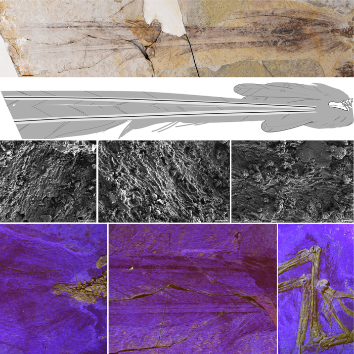 雅尾鹓鶵尾羽形态、色素体和后肢羽毛（王敏供图）