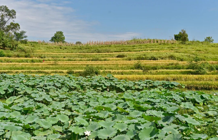 稻谷丰收，涪陵乡村风景美如画。黄河 摄