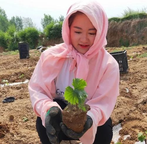 王颖在观察新培育的葡萄苗。资料图