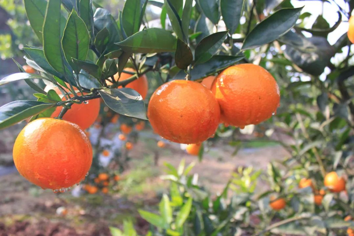 今（23）日，“记忆乡愁、振兴乡村”双河口乡村旅游季在巴南双河口镇乡村印象正式开幕。 巴南区委宣传部供图