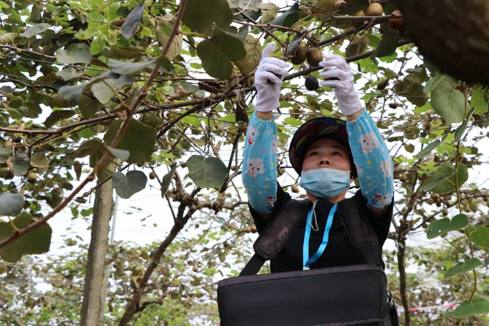 在江津区石笋山参与“猕桃采收喜洋洋”竞赛的市民正在采摘丰收的果实。胥世鹏 摄