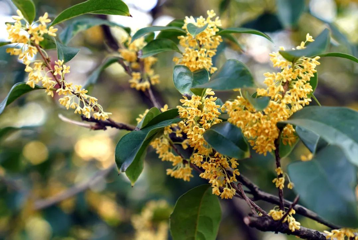 上海桂林公园内金桂盛开。新华社记者 刘颖 摄