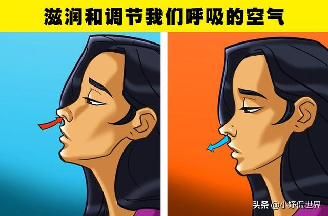 你的鼻子比你想象的更强大!人类鼻子所存在的7个强大的功能