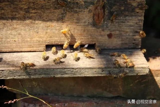金寨土蜂蜜
