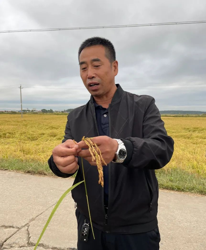 ▲五常市远景村农民喜迎水稻丰收。图／本刊