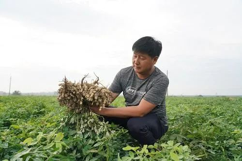 黄磊在观察花生长势。资料图