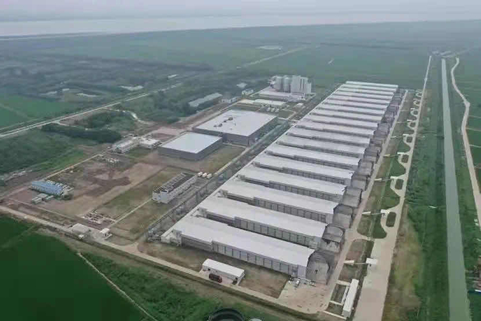 正大崇明300万羽蛋鸡场项目正式投产