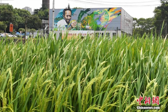 资料图：绘画爱好者在长沙袁隆平实验田边绘制了巨幅画像。杨华峰 摄