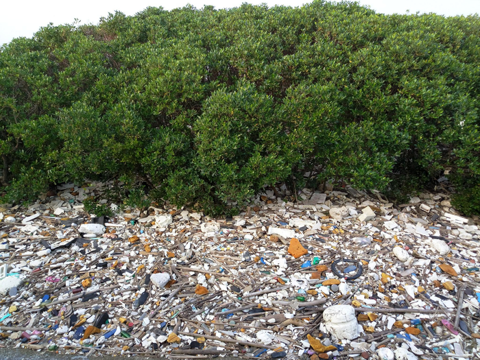 漳州九龙江红树林下堆满了垃圾仁渡海洋图