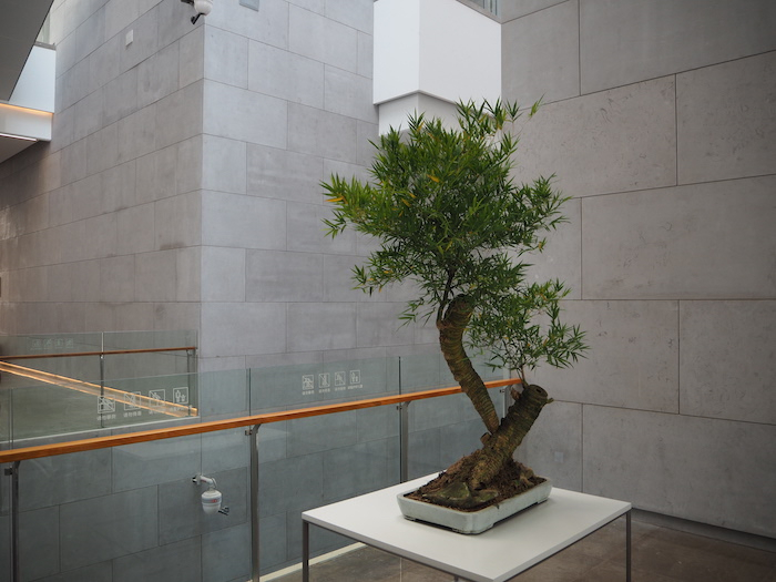 连廊间不时点缀与建筑融为一体的绿植藤蔓，假山片石显得生机盎然。