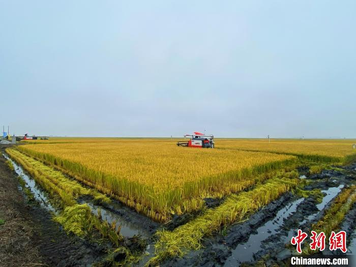 图为如今，白茫茫的盐碱地蜕变成金灿灿的稻田。　张玮 摄
