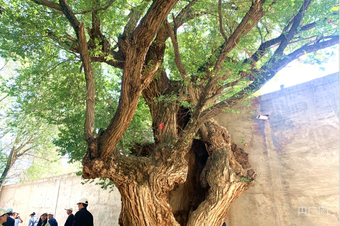 阿河滩村的古榆树（央广网发 汪晓青摄）