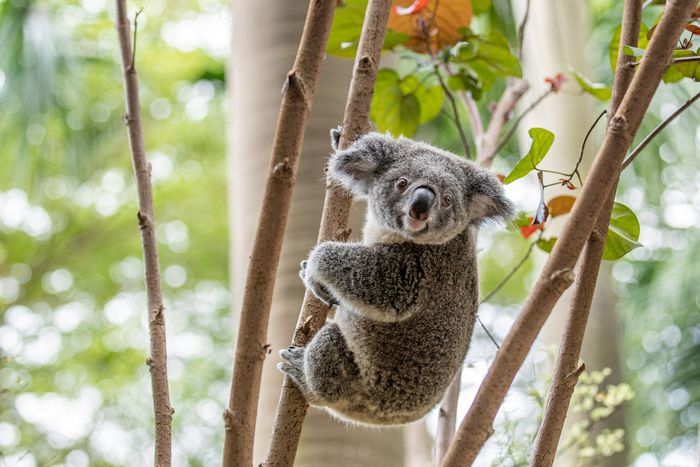 可爱的考拉。长隆供图