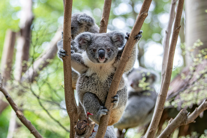 玩耍中的考拉。长隆供图