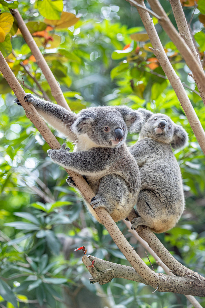 玩耍中的考拉。长隆供图