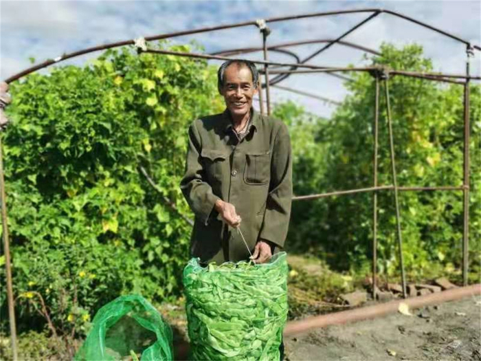 宝山农场有限公司对大棚进行二次利用，种植豆角增加收益。