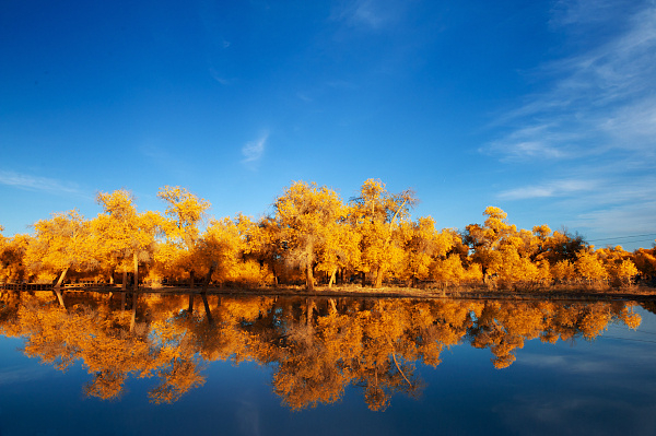 阿拉善盟额济纳旗胡杨林（图片来源：视觉中国）