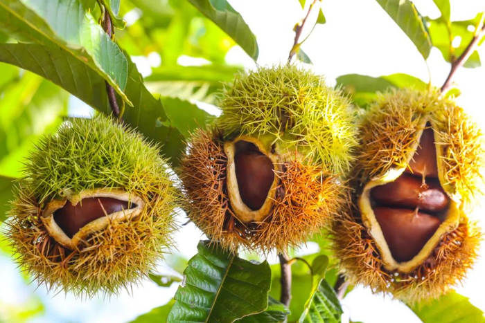 ▲丹东板栗个头大，好储存不易内腐。沈晓凯 摄