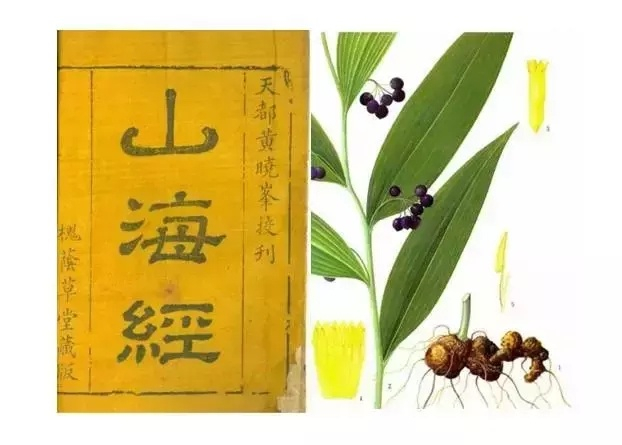 历代典藉对于黄精功效的记述