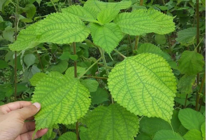苎麻被称为中国草,世界上纤维品质最好的植物,植物界的吉尼斯