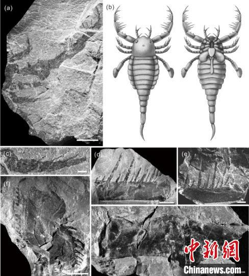 图为秀山恐鲎化石。 南古所 供图