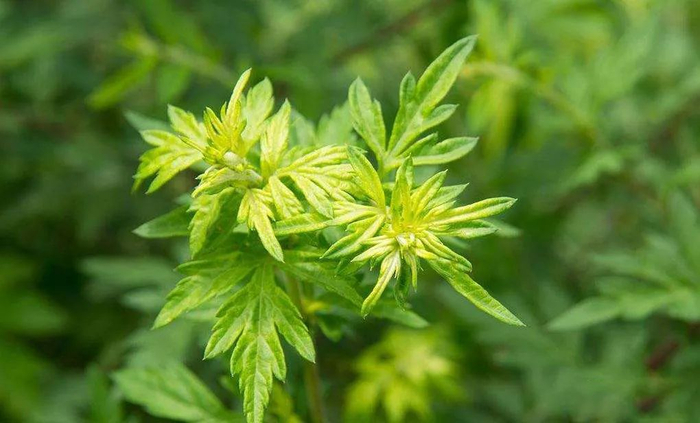 图片来源于网络