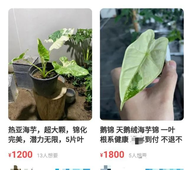 △网上售卖的锦化海芋